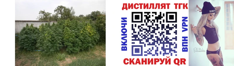Купить  Ворсма  ТГК концентрат 